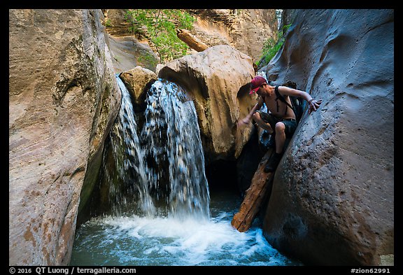 Hiker downclimbs on log along waterfall, Orderville Canyon. Zion National Park (color)