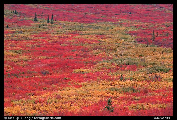 Tundra in fall colors near Savage River. Denali National Park, Alaska, USA.