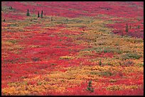 Tundra in fall colors near Savage River. Denali National Park, Alaska, USA. (color)