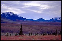 Alaska Range at dusk from near Savage River. Denali National Park ( color)