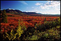 Alaska Range and tundra from near Savage River. Denali National Park, Alaska, USA. (color)