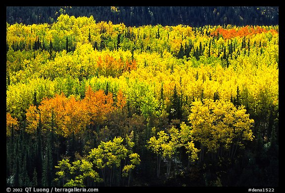 Aspen trees in bright autumn colors, Riley Creek drainage. Denali National Park (color)