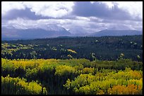 Aspen trees in fall foliage and Panorama Mountains, Riley Creek. Denali National Park, Alaska, USA.