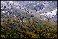 Hillside with Aspens in fall colors and fresh snow. Denali National Park, Alaska, USA.