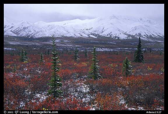 Spruce trees, tundra, and peaks with fresh snow. Denali National Park, Alaska, USA.