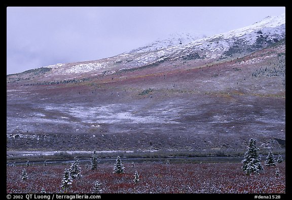 Dusting of snow and tundra fall colors  near Savage River. Denali National Park (color)