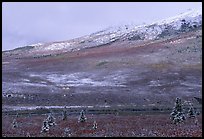 Dusting of snow and tundra fall colors  near Savage River. Denali National Park ( color)