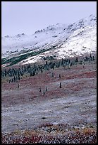 Dusting of fresh snow and autumn colors on tundra near Savage River. Denali National Park, Alaska, USA. (color)