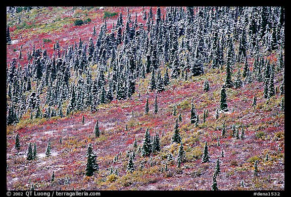 Spruce trees and tundra covered by fresh snow, near Savage River. Denali National Park, Alaska, USA.