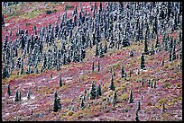 Spruce trees and tundra covered by fresh snow, near Savage River. Denali National Park, Alaska, USA.