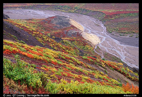 Tundra in fall color and braided river below, from Polychrome Pass. Denali National Park, Alaska, USA.