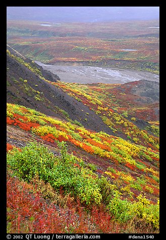 Tundra in autumn color and braided river in rainy weather. Denali National Park, Alaska, USA.