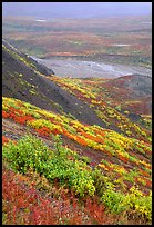 Tundra in autumn color and braided river in rainy weather. Denali National Park, Alaska, USA. (color)