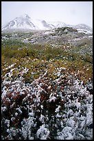 Fresh snow and Polychrome Mountains. Denali National Park, Alaska, USA. (color)