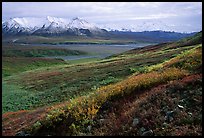 Tundra, Alaska Range, and Denali near Eielson. Denali National Park, Alaska, USA.