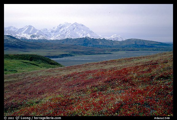 Tundra and Mt Mc Kinley from  Eielson. Denali  National Park, Alaska, USA.