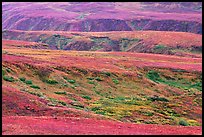 Tundra in fall colors and river cuts near Eielson. Denali National Park, Alaska, USA. (color)