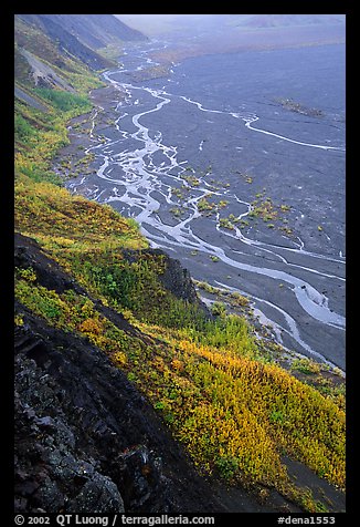 Aspen trees and braids of the Mc Kinley River near Eielson. Denali National Park (color)