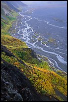 Aspen trees and braids of the Mc Kinley River near Eielson. Denali National Park, Alaska, USA.