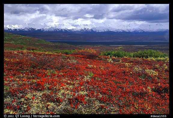 Tundra and Alaska Range near Wonder Lake. Denali National Park, Alaska, USA.