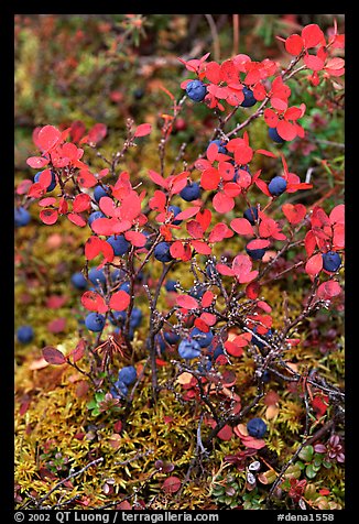 Blueberries in the fall. Denali National Park, Alaska, USA.