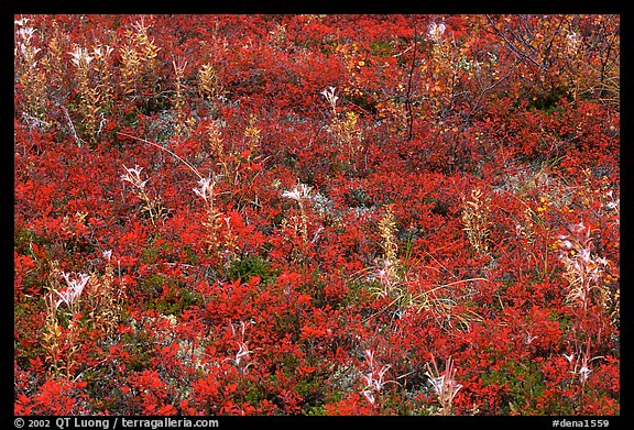 Dwarf tundra plants in autumn. Denali National Park, Alaska, USA.