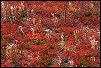 Dwarf tundra plants in autumn. Denali National Park ( color)