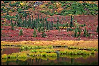 Pond, spruce trees and tundra near Wonder Lake. Denali National Park, Alaska, USA. (color)