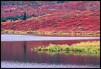 Tundra and Wonder Lake. Denali National Park ( color)