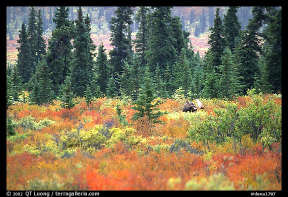 Bull Moose in boreal forest. Denali National Park, Alaska, USA.