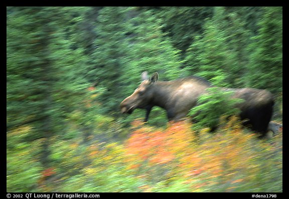 Cow Moose with motion blur. Denali National Park, Alaska, USA.