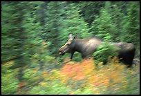Cow Moose with motion blur. Denali National Park ( color)