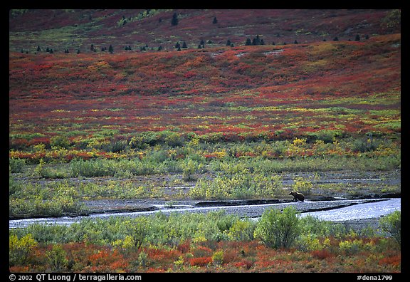 Grizzly bear on distant river bar in tundra. Denali National Park (color)