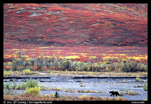 Grizzly bear on river bar. Denali National Park (color)