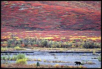 Grizzly bear on river bar. Denali National Park ( color)