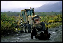Two Grizzly bears playing. Denali National Park, Alaska, USA. (color)