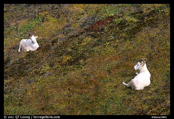 Two Dall sheep. Denali National Park (color)