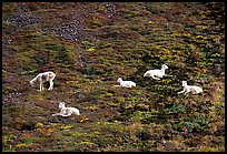 Group of Dall sheep. Denali National Park, Alaska, USA. (color)