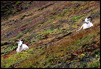 Two Dall sheep on hillside. Denali National Park, Alaska, USA. (color)
