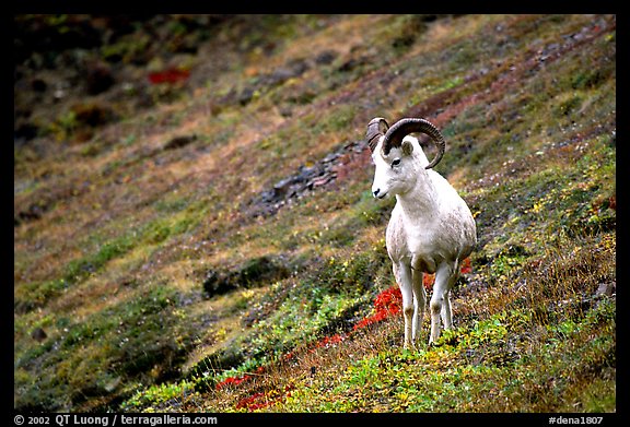 Dall sheep standing on hillside. Denali National Park (color)