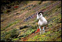 Dall sheep standing on hillside. Denali National Park, Alaska, USA.