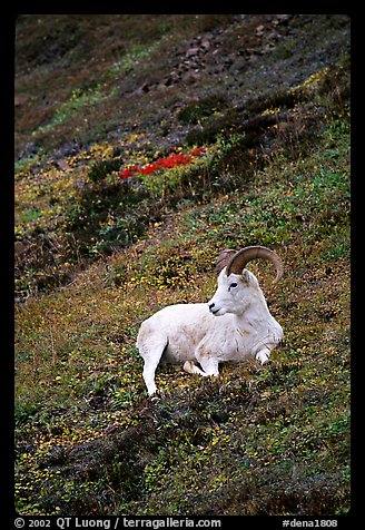 Dall sheep laying on hillside. Denali National Park (color)