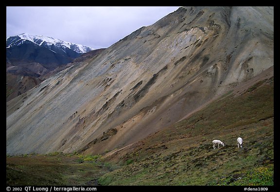 Dall sheep near Sable Pass. Denali National Park (color)