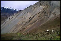 Dall sheep near Sable Pass. Denali National Park, Alaska, USA.