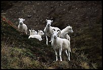 Group of Dall sheep. Denali National Park ( color)