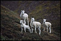 Group of Dall sheep. Denali National Park ( color)