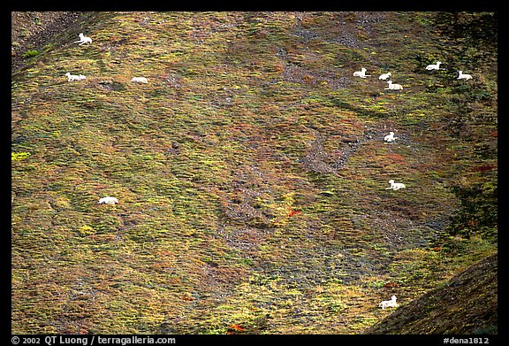 Distant view of Dall sheep on hillside. Denali National Park, Alaska, USA.