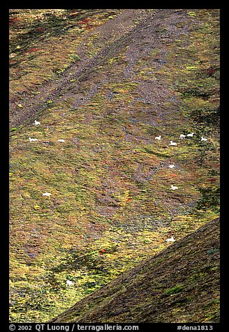 Hillside with many distant  Dall sheep. Denali National Park (color)