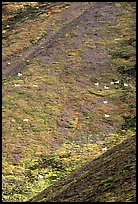 Hillside with many distant  Dall sheep. Denali National Park, Alaska, USA. (color)