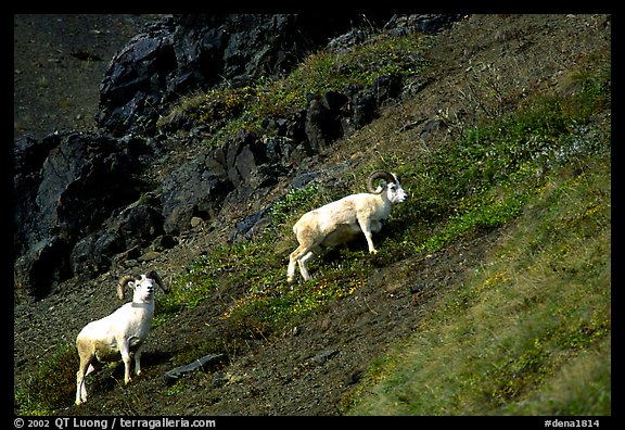 Two Dall sheep climbing on hillside. Denali National Park (color)